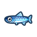 anchovy