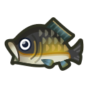 carp