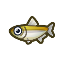 pond smelt