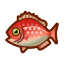 red snapper