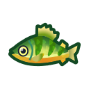 yellow perch